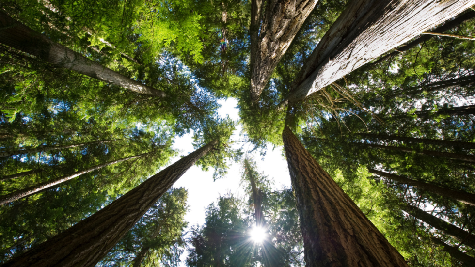 Preserving Biodiversity: A Conversation with Vikram Krishna of Sacred Groves unveils the timeless beauty of ancient tall trees—a testament to nature's resilience.