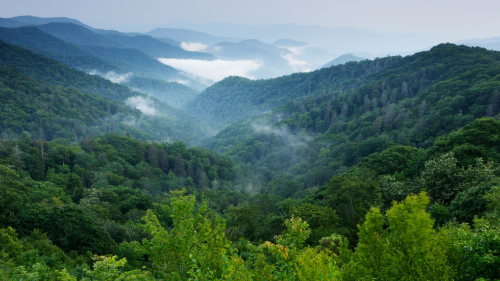 Explore the mega impact of Sacred Groves in biodiversity preservation—a visual journey into the heart of lush Mega Forests, thriving under the care of this innovative conservation initiative.