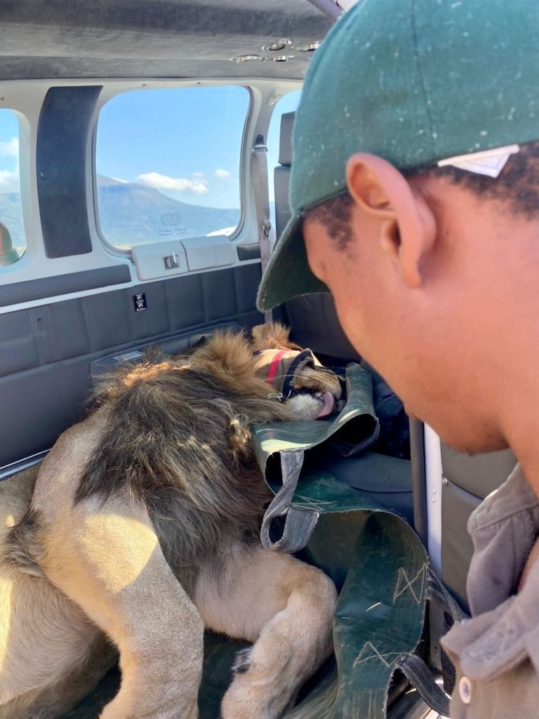 The Bateleurs, conducting one of their 100 environmental conservation flights, relocated a 240kg lion to a protective reserve in South Africa.