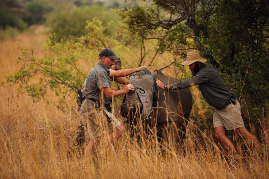 The image shows the direct impact rangers have on wildlife protection, highlighting the importance of their work.