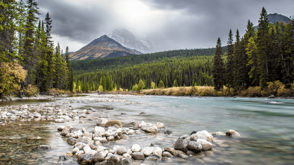 River flowing through a dense forest with mountains in the background, representing the importance of conserving natural habitats.